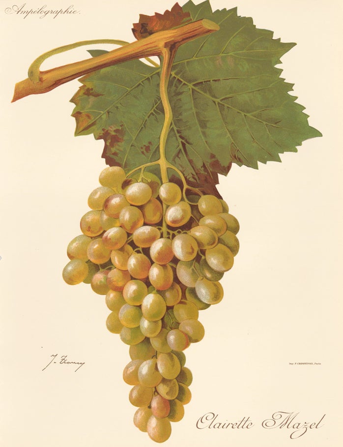 Item nr. 158170 Clairette mazel. Trait&eacute; G&eacute;n&eacute;ral de Viticulture. Amp&eacute;lographie&hellip;. J. Troncy.