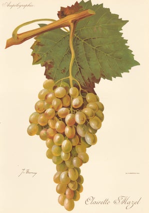 Item nr. 158170 Clairette mazel. Traité Général de Viticulture. Ampélographie…. J. Troncy