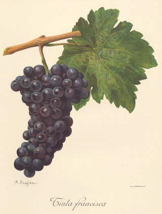 Item nr. 158171 Tinta francisca. Traité Général de Viticulture. Ampélographie…. Alexis Kreyder