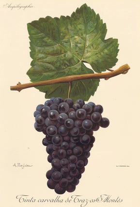 Item nr. 158172 Tinta carvalha de Traz-os-Montés. Traité Général de Viticulture....