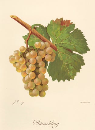 Item nr. 158173 Räuschling. Traité Général de Viticulture. Ampélographie…. J. Troncy