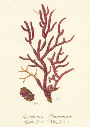 Item nr. 158212 Tab. VI. Gorgonia Placomus. Die Pflanzenthiere in Abbildungen nach der Natur....