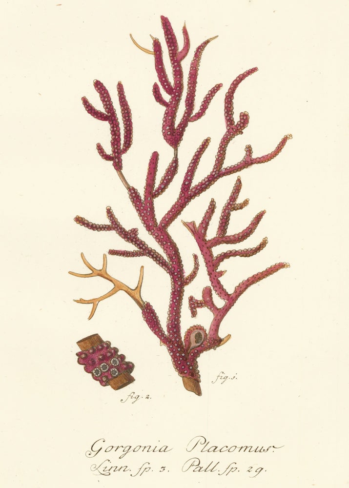 Item nr. 158212 Tab. VI. Gorgonia Placomus. Die Pflanzenthiere in Abbildungen nach der Natur. Eugenius Johann Christoph Esper.