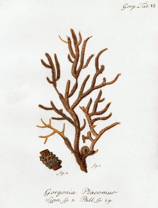 Tab. VI. Gorgonia Placomus. Die Pflanzenthiere in Abbildungen nach der Natur.