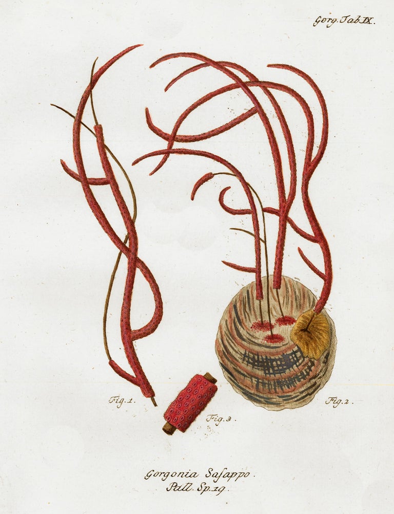 Item nr. 158215 Tab. IX. Gorgonia Sasappo. Die Pflanzenthiere in Abbildungen nach der Natur. Eugenius Johann Christoph Esper.