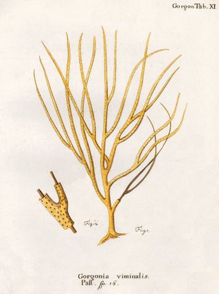Item nr. 158218 Tab. XI. Gorgonia Viminalis. Die Pflanzenthiere in Abbildungen nach der Natur....