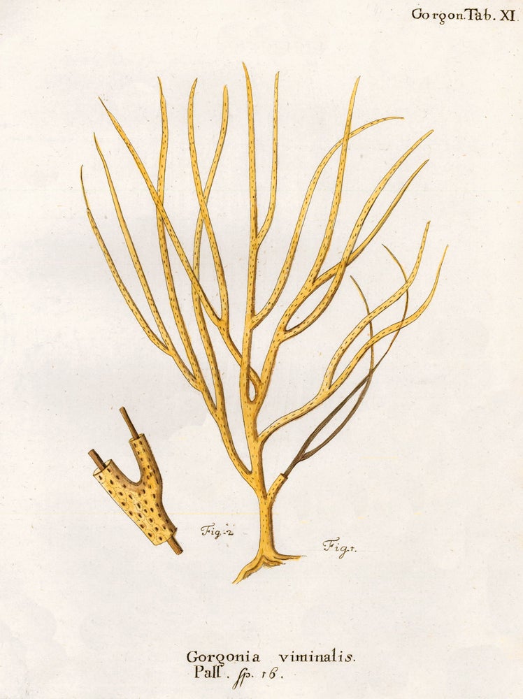 Item nr. 158218 Tab. XI. Gorgonia Viminalis. Die Pflanzenthiere in Abbildungen nach der Natur. Eugenius Johann Christoph Esper.