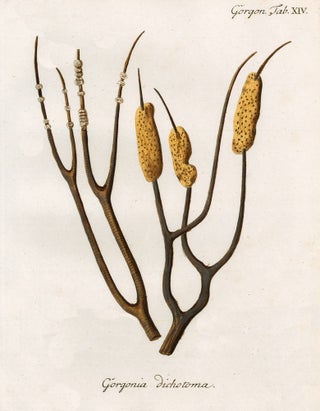 Item nr. 158221 Tab. XIV. Gorgonia Dichotoma. Die Pflanzenthiere in Abbildungen nach der Natur....