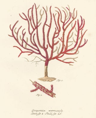 Item nr. 158223 Gorgonia Verrucosa. Die Pflanzenthiere in Abbildungen nach der Natur. Eugenius...