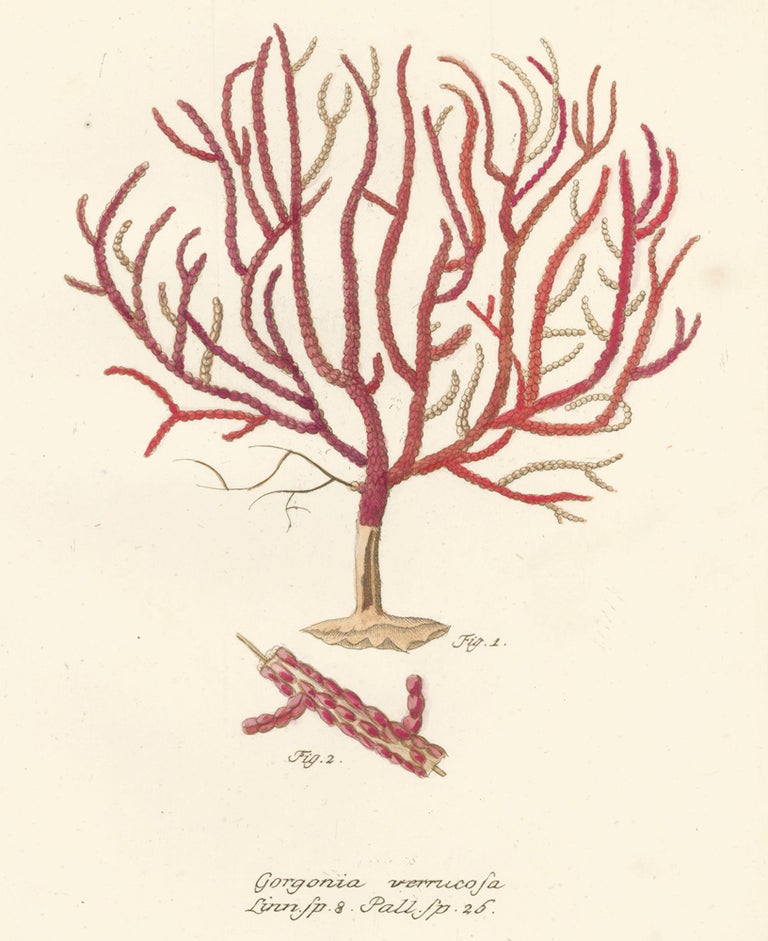 Item nr. 158223 Gorgonia Verrucosa. Die Pflanzenthiere in Abbildungen nach der Natur. Eugenius Johann Christoph Esper.