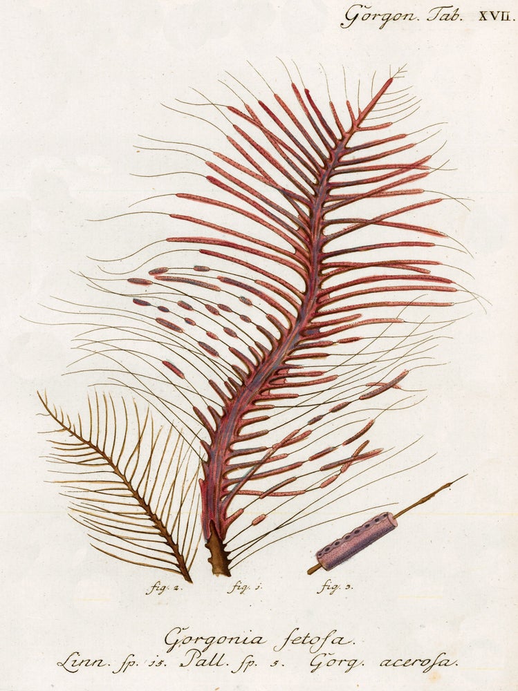 Item nr. 158224 Tab. XVII. Gorgonia Fetosa. Die Pflanzenthiere in Abbildungen nach der Natur. Eugenius Johann Christoph Esper.