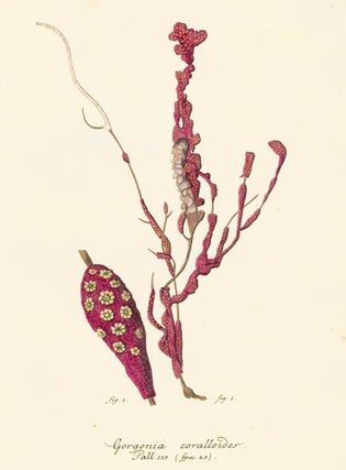 Item nr. 158226 Gorgonia Coralloides. Die Pflanzenthiere in Abbildungen nach der Natur. Eugenius...
