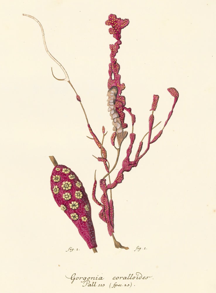 Item nr. 158226 Gorgonia Coralloides. Die Pflanzenthiere in Abbildungen nach der Natur. Eugenius Johann Christoph Esper.