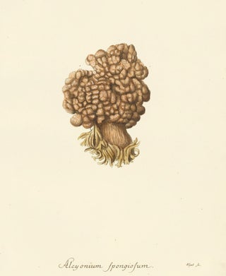 Item nr. 158232 Alcyonium Spongiosum. Die Pflanzenthiere in Abbildungen nach der Natur. Eugenius...