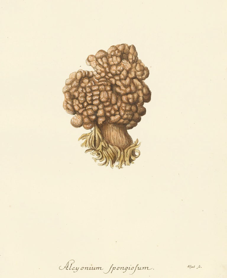 Item nr. 158232 Alcyonium Spongiosum. Die Pflanzenthiere in Abbildungen nach der Natur. Eugenius Johann Christoph Esper.