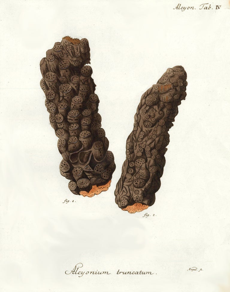 Item nr. 158233 Tab. IV. Alcyonium Truncatum. Die Pflanzenthiere in Abbildungen nach der Natur. Eugenius Johann Christoph Esper.