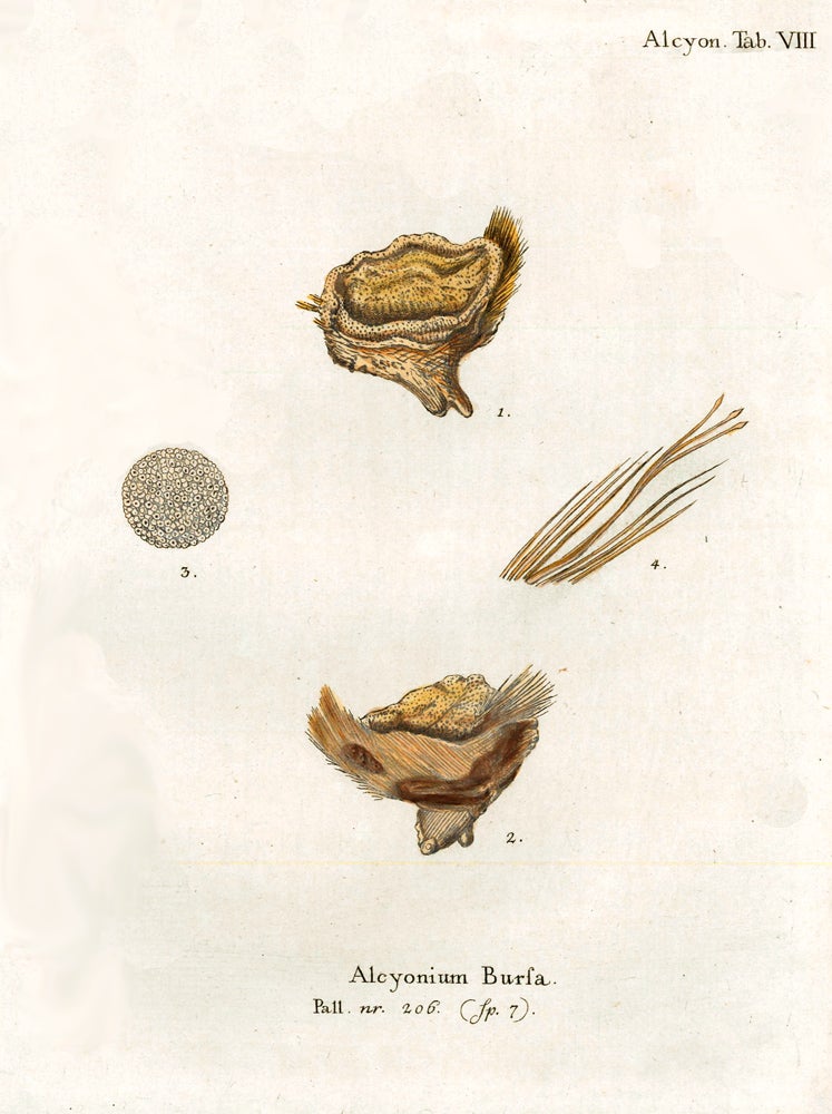 Item nr. 158237 Tab. VIII. Alcyonium Bursa. Die Pflanzenthiere in Abbildungen nach der Natur. Eugenius Johann Christoph Esper.