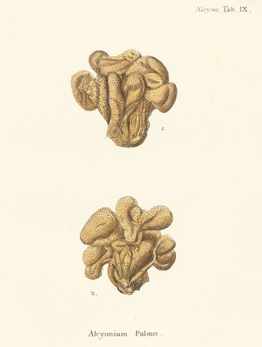 Item nr. 158238 Alcyonium Bursa. Die Pflanzenthiere in Abbildungen nach der Natur. Eugenius Johann Christoph Esper.
