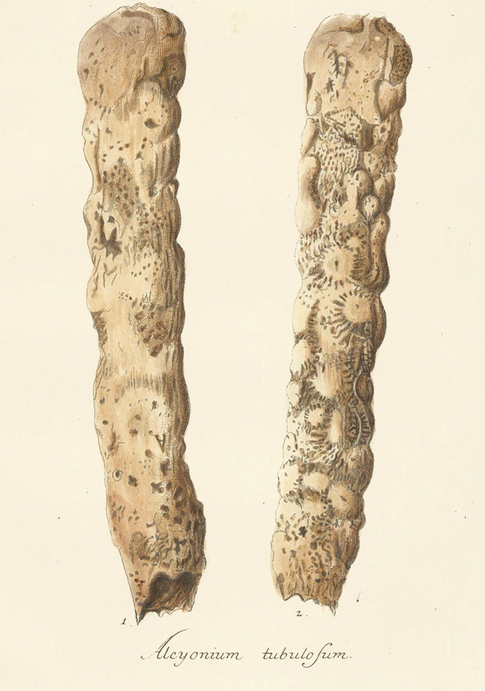 Item nr. 158240 Alcyonium Tubulosum. Die Pflanzenthiere in Abbildungen nach der Natur. Eugenius Johann Christoph Esper.