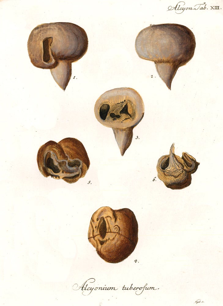Item nr. 158242 Tab. XIII. Alcyonium Tuberosum. Die Pflanzenthiere in Abbildungen nach der Natur. Eugenius Johann Christoph Esper.
