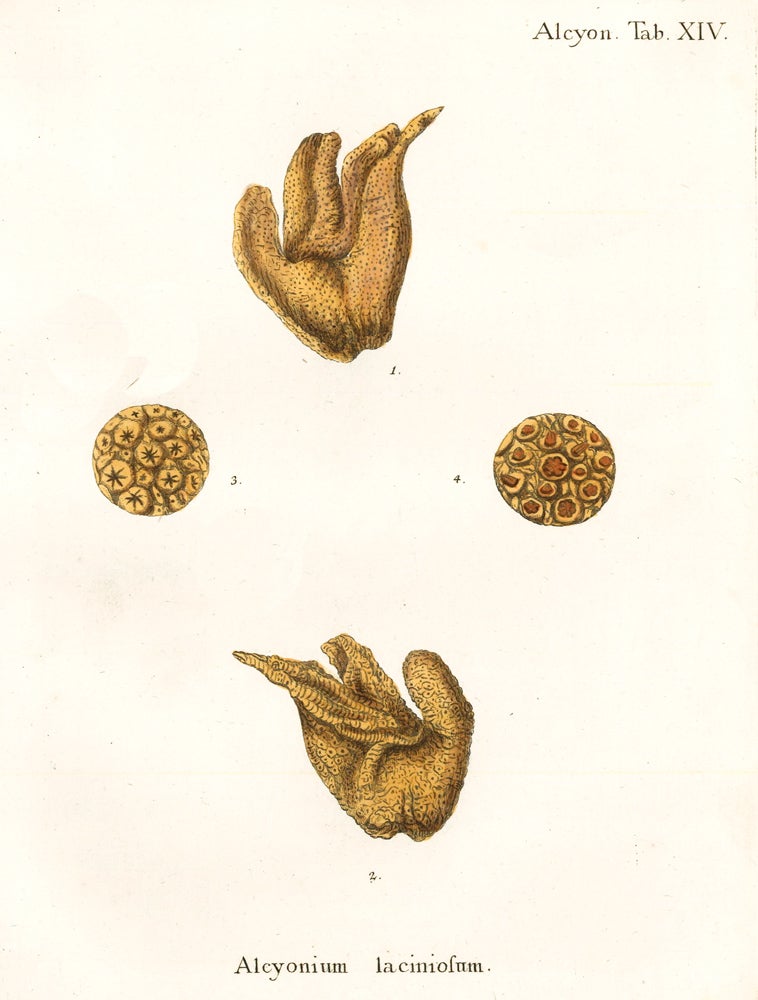 Item nr. 158243 Tab. XIV. Alcyonium Laciniosum. Die Pflanzenthiere in Abbildungen nach der Natur. Eugenius Johann Christoph Esper.