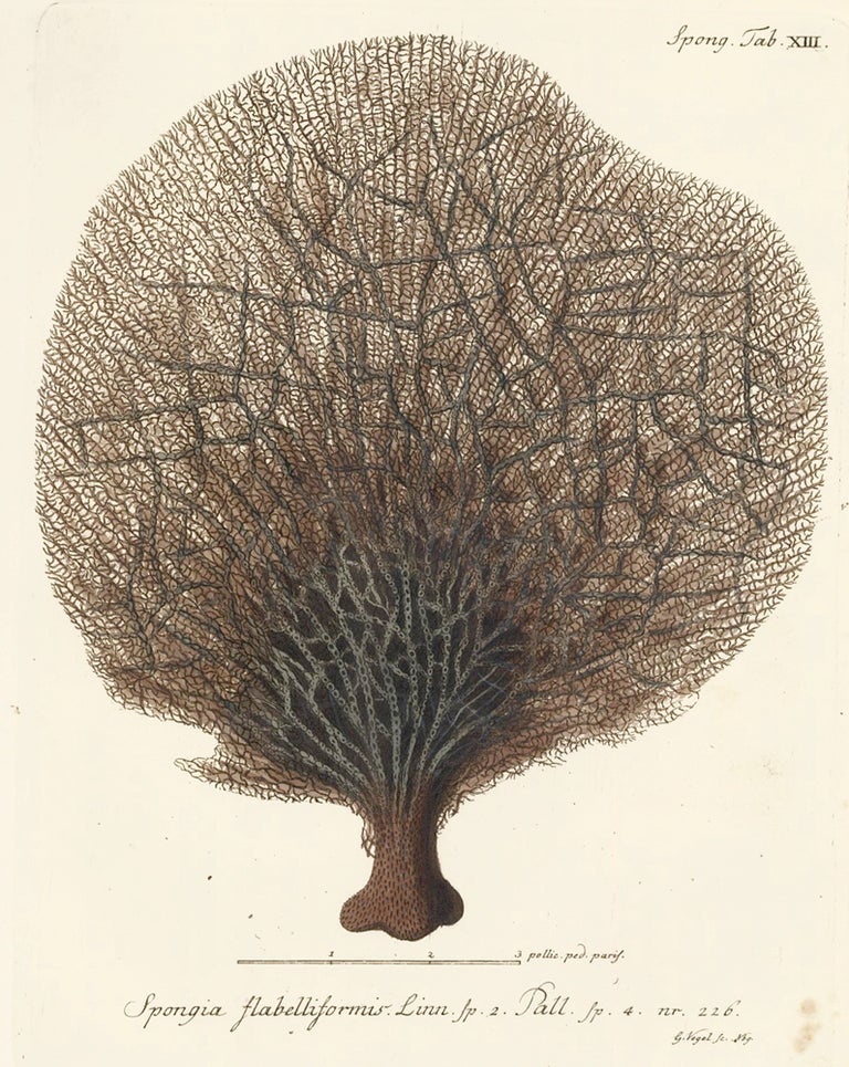 Item nr. 158245 Spongia Flabelliformis. Die Pflanzenthiere in Abbildungen nach der Natur. Eugenius Johann Christoph Esper.