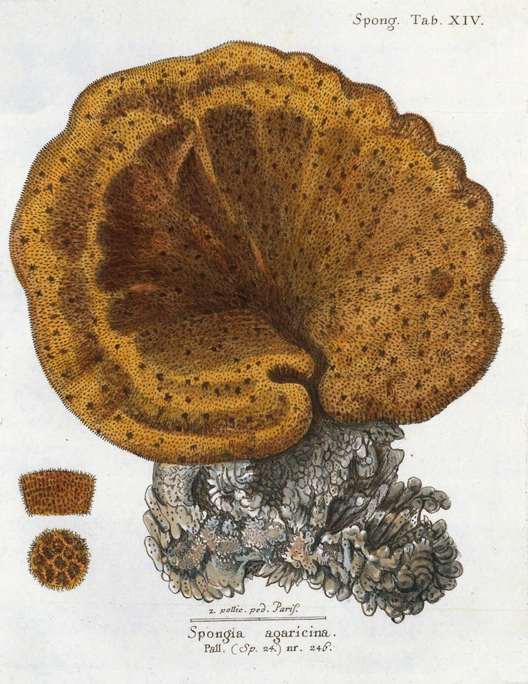 Item nr. 158246 Tab. XIV. Spongia Agaricina. Die Pflanzenthiere in Abbildungen nach der Natur. Eugenius Johann Christoph Esper.