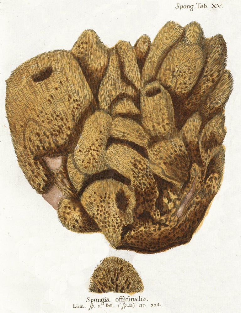 Item nr. 158247 Spongia Officinalis. Die Pflanzenthiere in Abbildungen nach der Natur. Eugenius Johann Christoph Esper.
