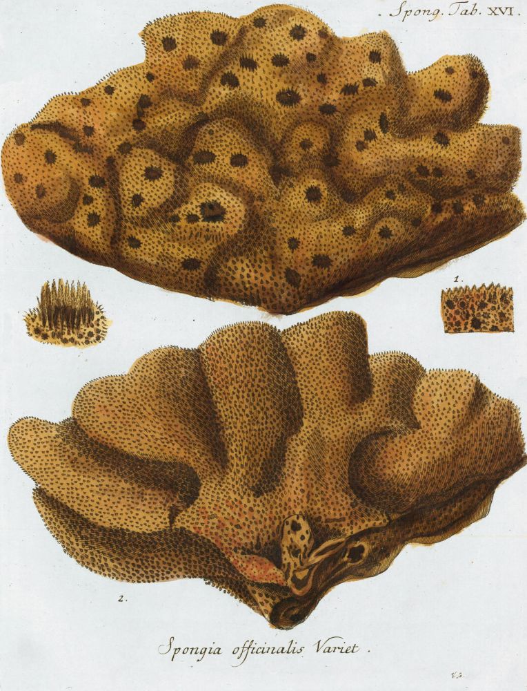 Item nr. 158248 Spongia Officinalis Variet. Die Pflanzenthiere in Abbildungen nach der Natur. Eugenius Johann Christoph Esper.