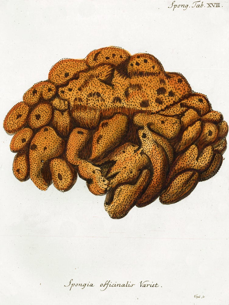 Item nr. 158249 Tab. XVII. Spongia Officinalis Variet. Die Pflanzenthiere in Abbildungen nach der Natur. Eugenius Johann Christoph Esper.