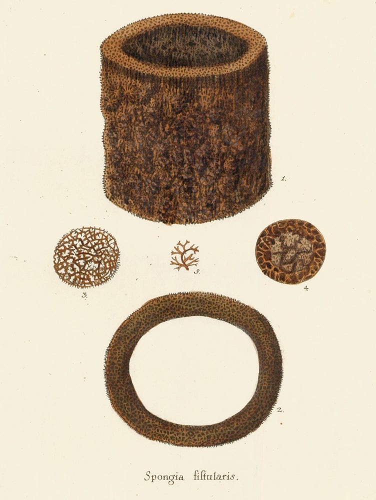 Item nr. 158253 Spongia Fistularis. Die Pflanzenthiere in Abbildungen nach der Natur. Eugenius Johann Christoph Esper.