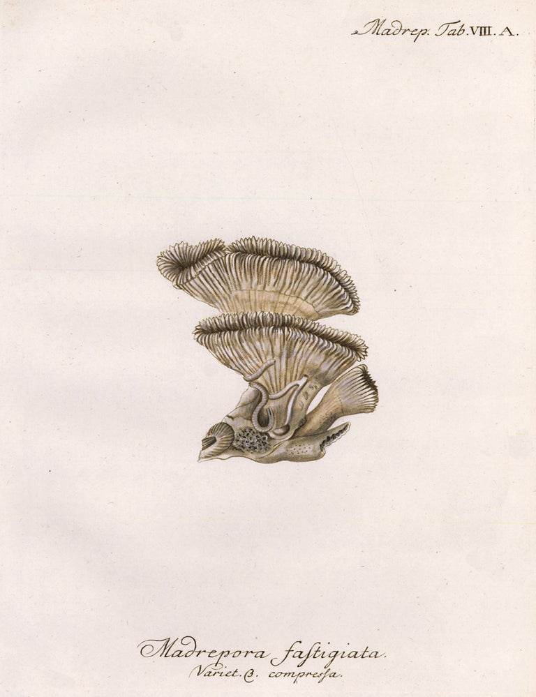 Item nr. 158256 Tab. VIII. A. Madrepora Fastigiata. Die Pflanzenthiere in Abbildungen nach der Natur. Eugenius Johann Christoph Esper.