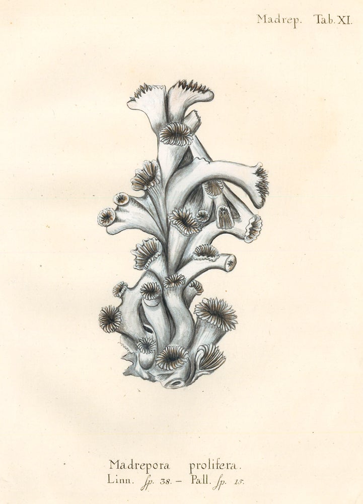 Item nr. 158260 Tab. XI. Madrepora Prolifera. Die Pflanzenthiere in Abbildungen nach der Natur. Eugenius Johann Christoph Esper.