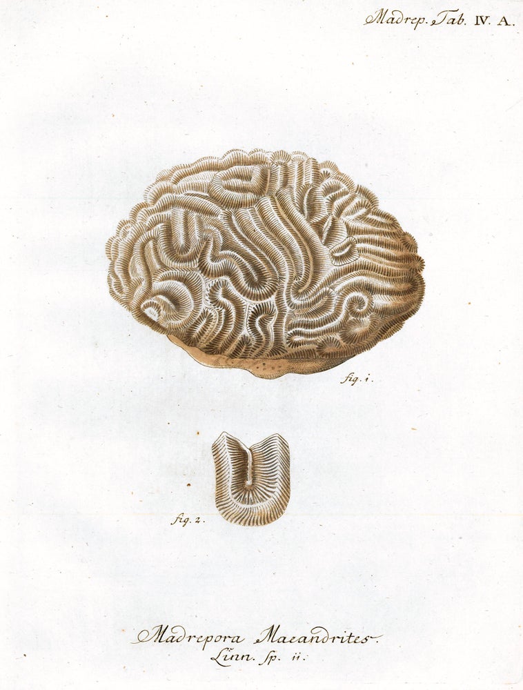 Item nr. 158263 Madrepora Maeandrites. Die Pflanzenthiere in Abbildungen nach der Natur. Eugenius Johann Christoph Esper.