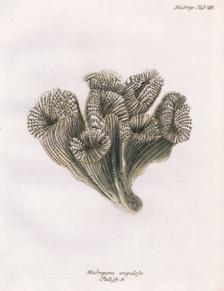 Item nr. 158266 Tab. VII. Madrepora Angulosa. Die Pflanzenthiere in Abbildungen nach der Natur....