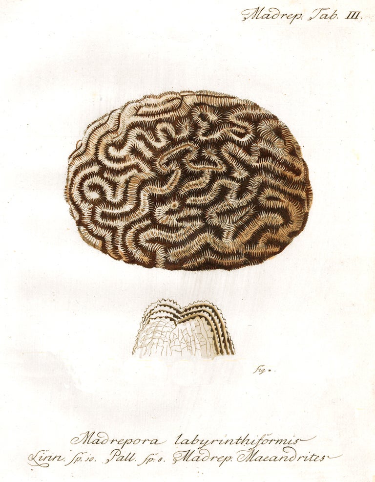 Item nr. 158267 Tab. III. Madrepora Labyrinthiformis. Die Pflanzenthiere in Abbildungen nach der Natur. Eugenius Johann Christoph Esper.