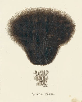 Item nr. 158271 Spongia Grossa. Die Pflanzenthiere in Abbildungen nach der Natur. Eugenius Johann...