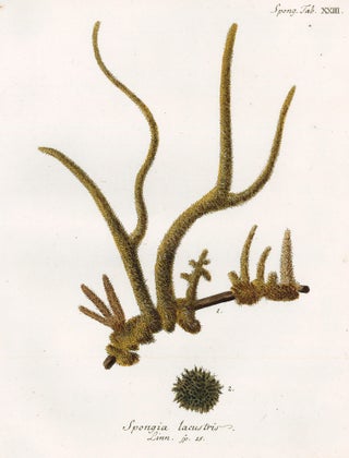 Item nr. 158273 Tab. XXIII. Spongia Lacustris. Die Pflanzenthiere in Abbildungen nach der Natur....