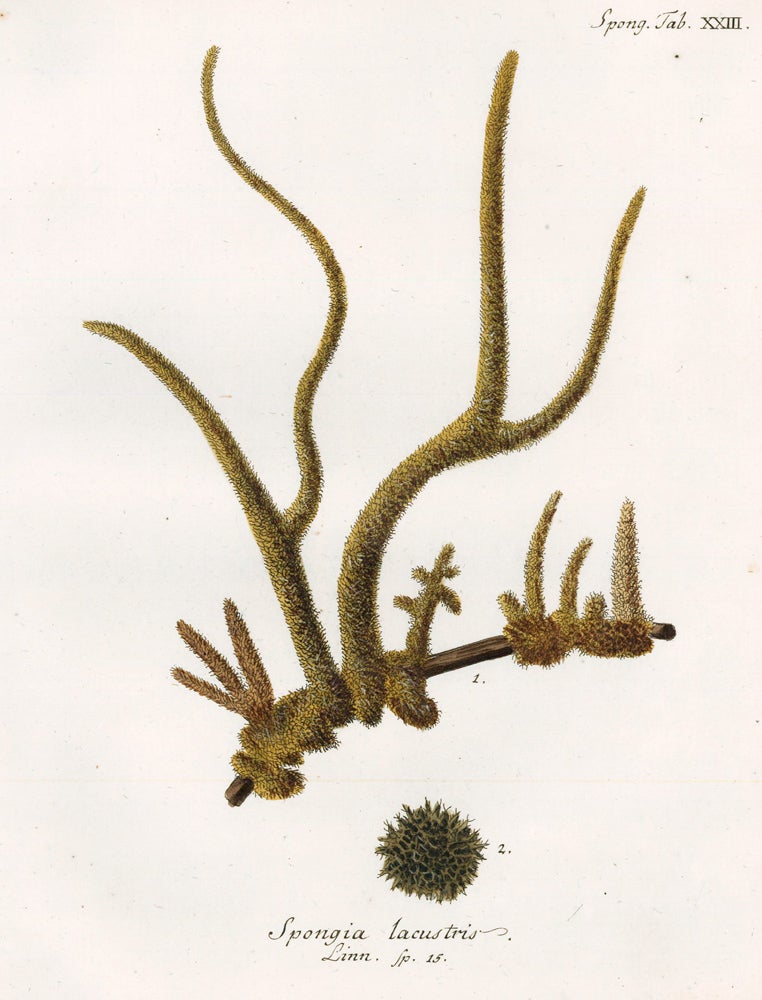 Item nr. 158273 Tab. XXIII. Spongia Lacustris. Die Pflanzenthiere in Abbildungen nach der Natur. Eugenius Johann Christoph Esper.