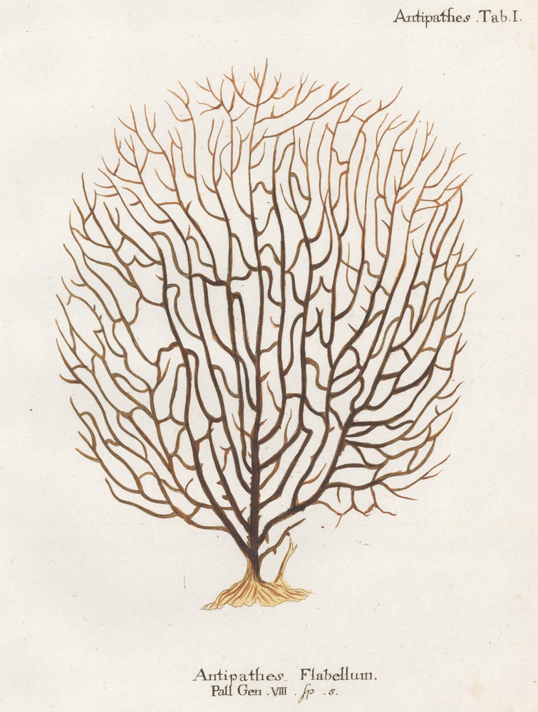 Item nr. 158274 Tab. I. Antipathes Flabellum. Die Pflanzenthiere in Abbildungen nach der Natur. Eugenius Johann Christoph Esper.