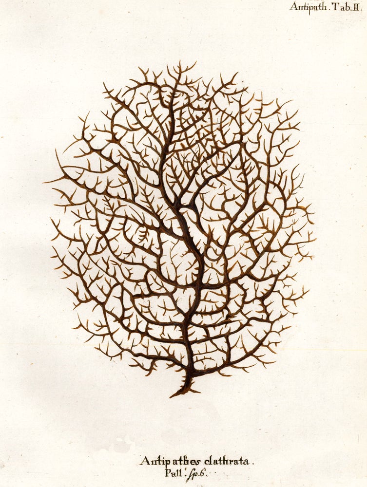 Item nr. 158276 Tab. III. Antipathes Cupressina. Die Pflanzenthiere in Abbildungen nach der Natur. Eugenius Johann Christoph Esper.