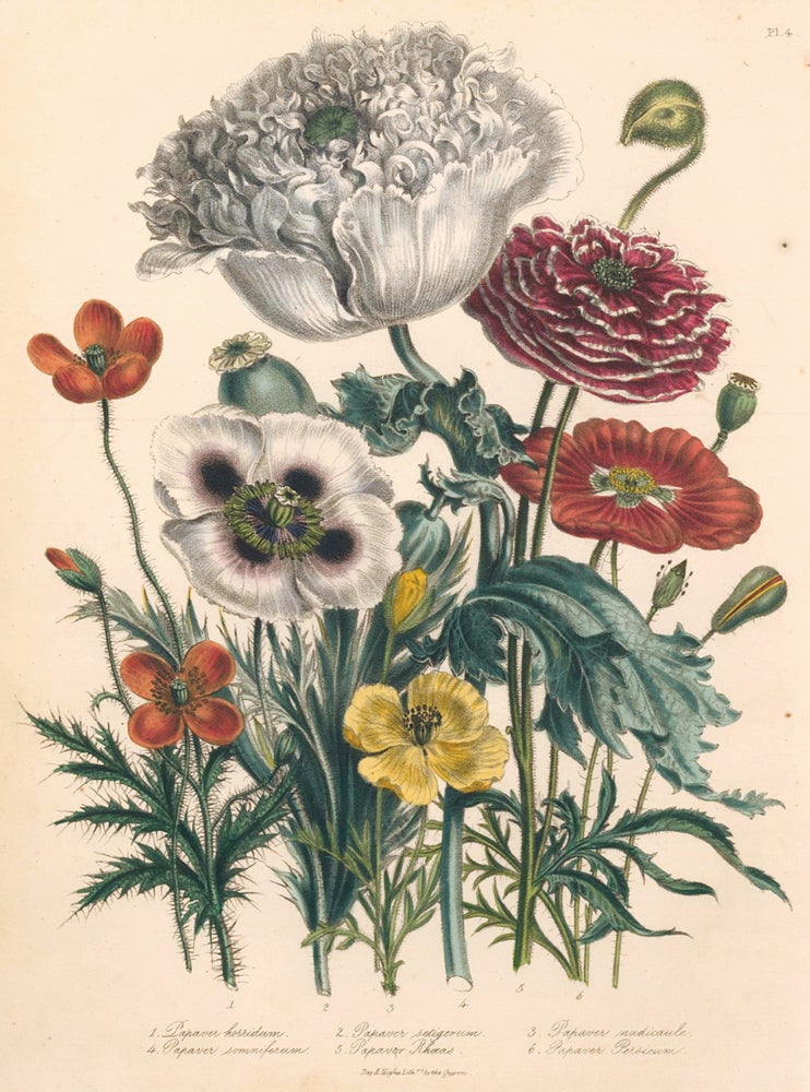 Item nr. 158433 Pl. 4, 1. Papaver horridum; 2. Papaver setigerum; 3. Papver nudicaule; 4. Papver somniferum; 5. Papver rhæas; 6. Papver persicum. The Ladies Flower Garden of Ornamental Annuals. Jane W. Loudon.