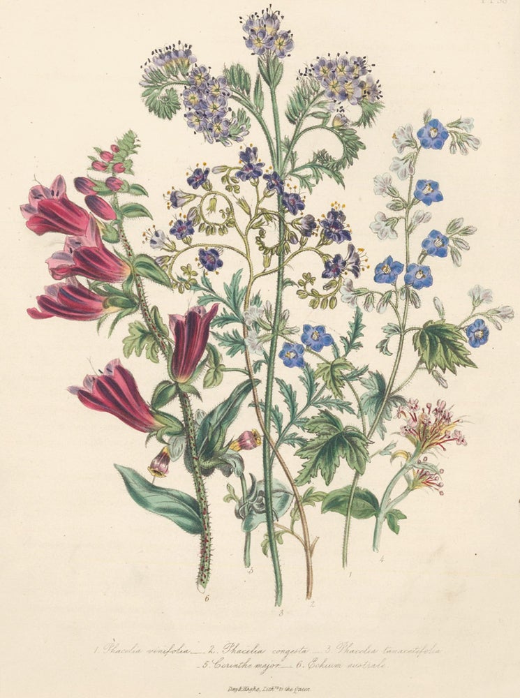 Item nr. 158434 Pl. 38, 1. Phacelia vinifolia; 2. Phacelia congesta; 3. Phacelia tanacetifolia; 5. Cerinthe major; 6. Echium australe. The Ladies Flower Garden of Ornamental Annuals. Jane W. Loudon.