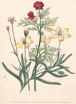 Item nr. 158465 Pl. 1, 1. Platystemon leiocarpus; 2. Garridella nigellastrum; 3. Adonis...