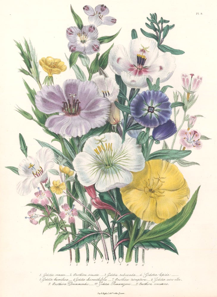 Item nr. 158491 Pl. 8, 1. Godetia cinosa; 2 Anothera simiata; 3. Godetia rubicunda; 4. Godetia lepida; 5. Godetia humifusa... The Ladies Flower Garden of Ornamental Annuals. Jane W. Loudon.