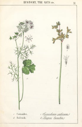 Item nr. 158610 Coriander and Bulrush. Instructive Picture Book. Robert Stark