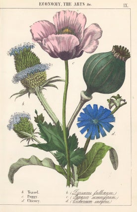 Item nr. 158630 Teasel, Poppy and Chicory. Instructive Picture Book. Robert Stark