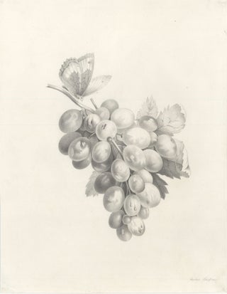 Item nr. 158644 Bunch of grapes with butterfly. Sophie Schiffner, Austrian School