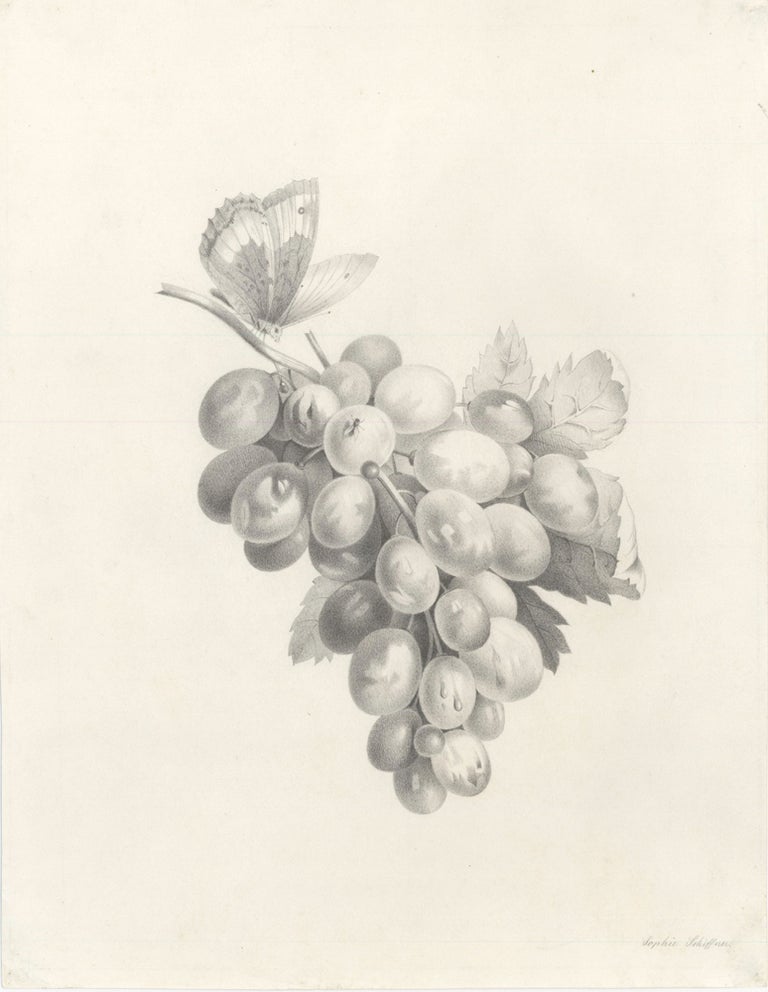 Item nr. 158644 Bunch of grapes with butterfly. Sophie Schiffner, Austrian School.