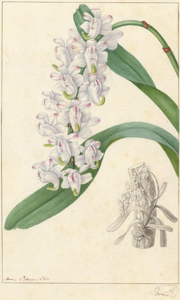 Item nr. 158652 Orchid. Annica Bricogne.